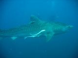 Sudafrica Sara - 21